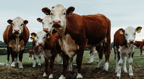 奶牛養殖場污水處理方法-污水處理流程-樂中環保