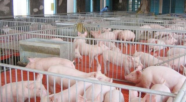 養豬廠廢水應該怎么處理？該選用哪種處理方法？-樂中環保