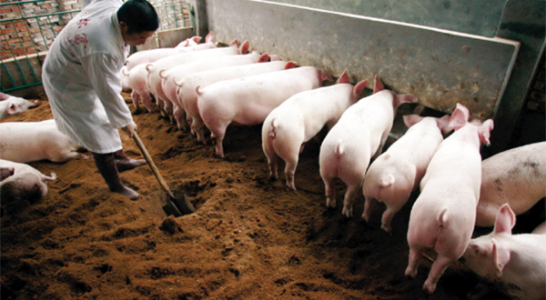 養(yǎng)豬廠(chǎng)廢水用什么方法處理？-污水處理方法-污水處理十萬(wàn)個(gè)為什么