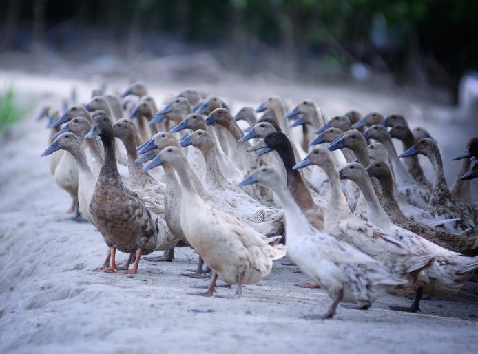 農村養殖戶如何低成本有效處理污水，這兩種做法你應該知道!