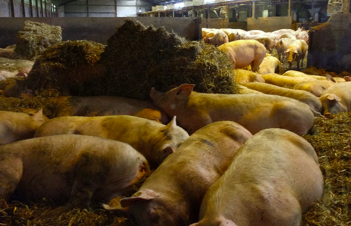 養豬場污水處理方法有哪些？選對工藝成本低效果好！